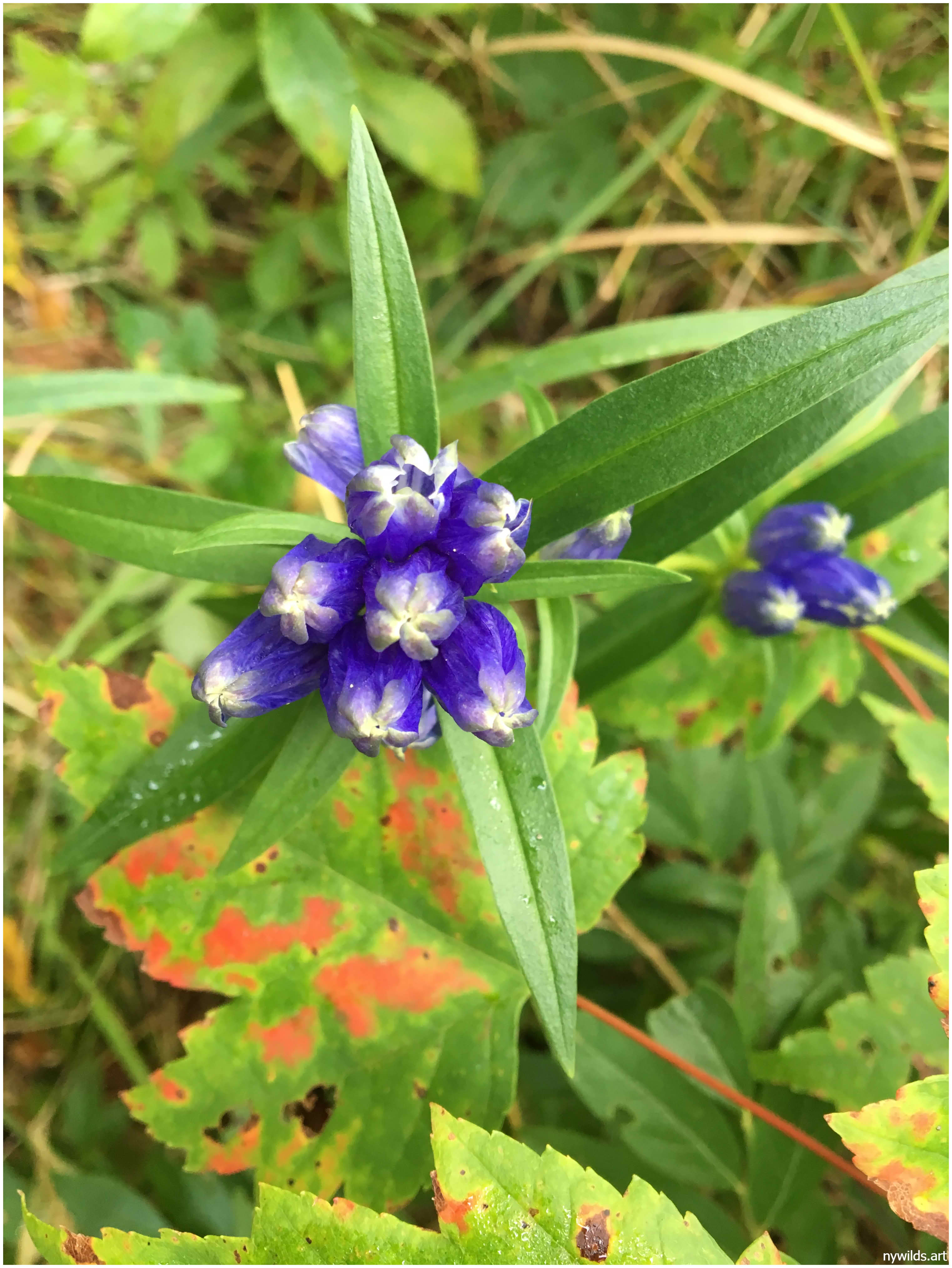 Closed bottle gentian announcing late-season color.